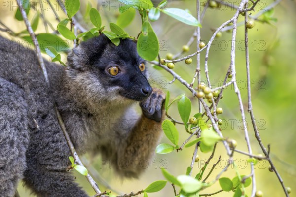 Common brown lemur (Eulemur fulvus), Andasibe, Alaotra-Mangoro, Madagascar, Africa