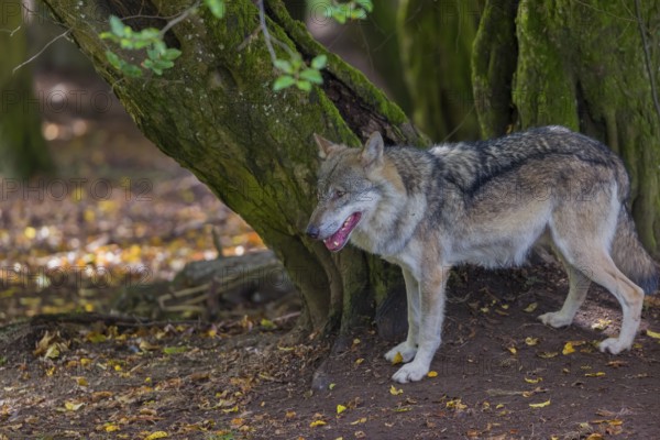 One adult male eurasian gray wolf (Canis lupus lupus) standing in front of an old split tree at a