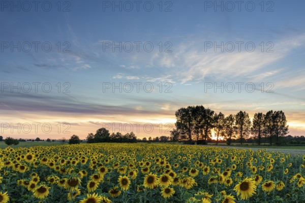Sunset with row of trees and sunflower field (Helianthus annuus) near Großenhain, Saxony, Germany,