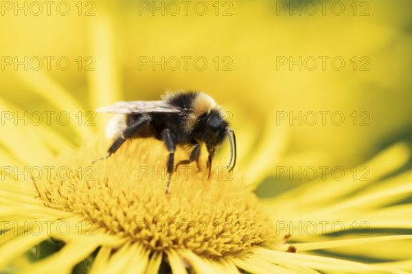 Buff tailed bumblebee (Bombus terrestris) adult bee feeding on a yellow flower in an urban garden