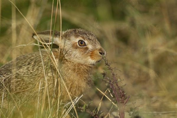 European brown hare (Lepus europaeus) juvenile baby leveret animal feeding on a thistle plant in
