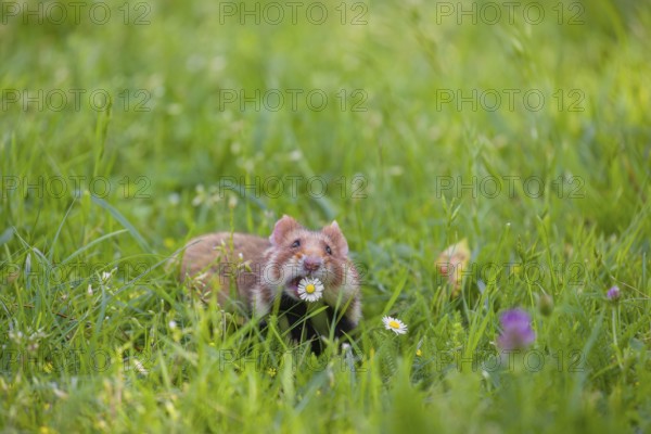 A European hamster (Cricetus cricetus), Eurasian hamster, black-bellied hamster or common hamster,
