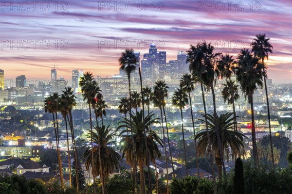 Los Angeles skyline with palm trees and downtown at sunset in California in Los Angeles, USA, North