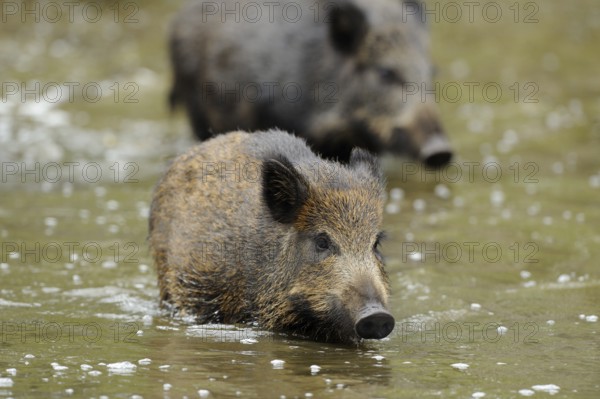 A young wild boar swims in the foreground followed by another, wild boar (Sus scrofa), Hesse