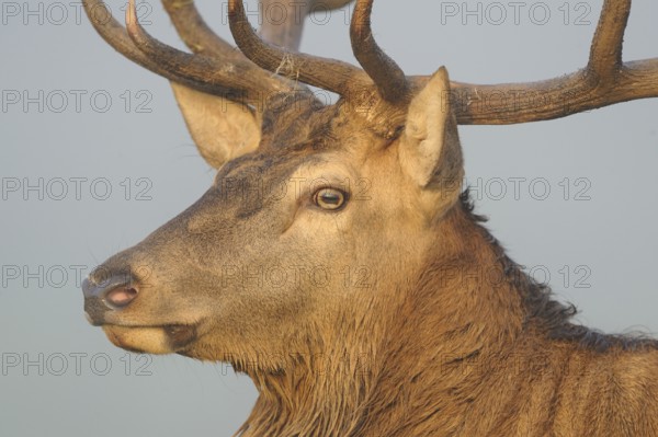 Close-up of a stag's head with powerful antlers against a neutral background, red deer (Cervus