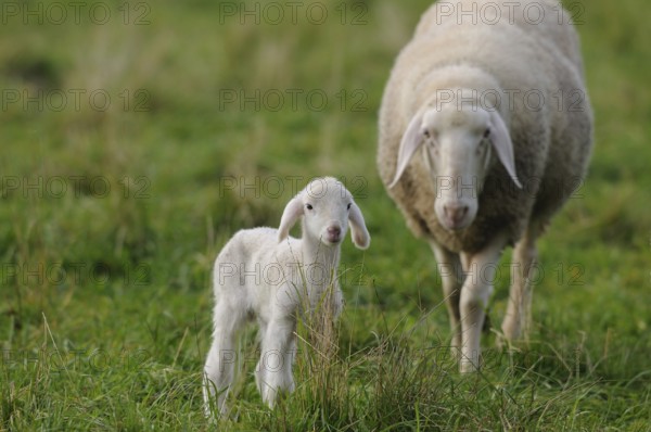 A lamb stands together with a ewe on a green meadow, domestic sheep (Ovis orientalis aries),