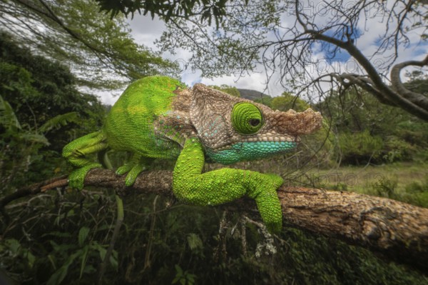 Oshaugnessi chameleon male (Calumma OPshaughnessyi) in the rainforests of Ranomafana National Park