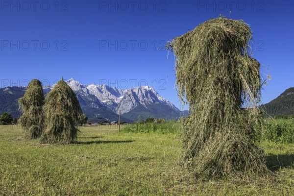 Traditional hay harvest, hay, sunny, Garmisch-Partenkirchen, behind Wetterstein mountains and