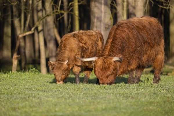 A highland cow (Bos primigenius taurus) and her calf standing side by side grazing