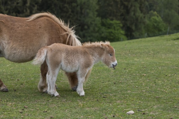 Falabella mare and foal, The Falabella (Equus ferus caballus) is the smallest horse at all