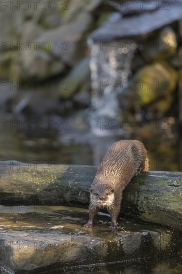 One oriental small-clawed otter or Asian small-clawed otter (Aonyx cinerea), in a creek in front of