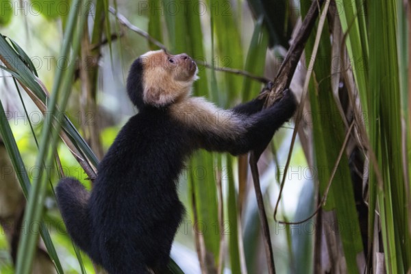 White-shouldered capuchin monkey (Cebus capucinus), primates (Anthropoidea), tropical rainforest,