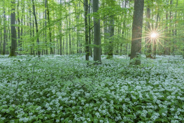 Near-natural deciduous forest with flowering wild garlic (Allium ursinum), sun star, Hainich