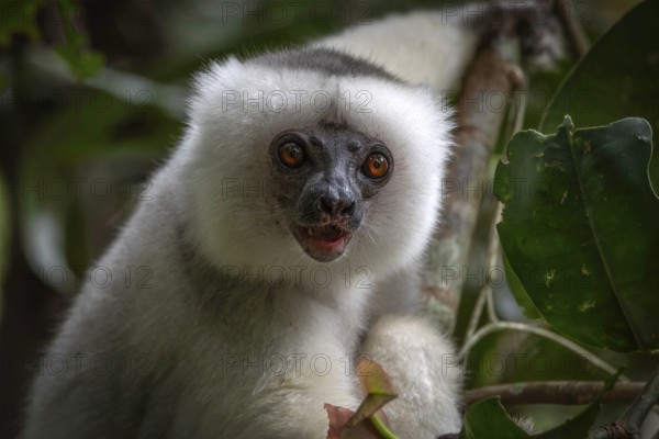 Silky sifaka (Propithecus candidus) in the mountain cloud forests of Marojejy National Park in