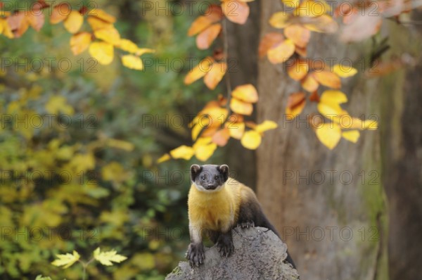 Marten sitting on a rock under autumnal leaves in the forest, coloured marten (Martes flavigula),