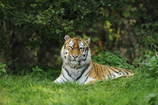 A resting tiger in the dense green of the jungle, surrounded by grass and bushes, Siberian tiger