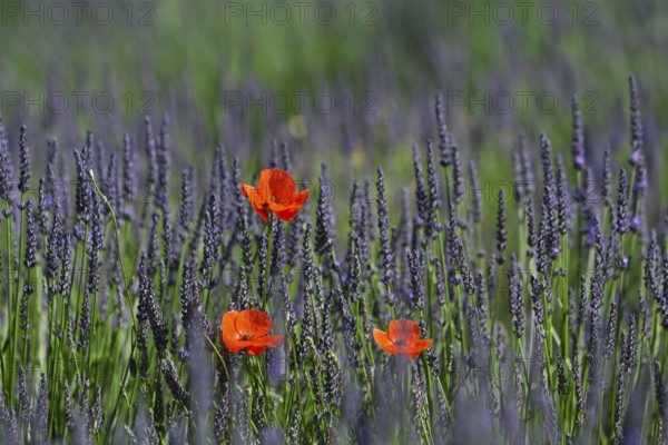 Corn poppy in a lavender field, Provence, France, Europe