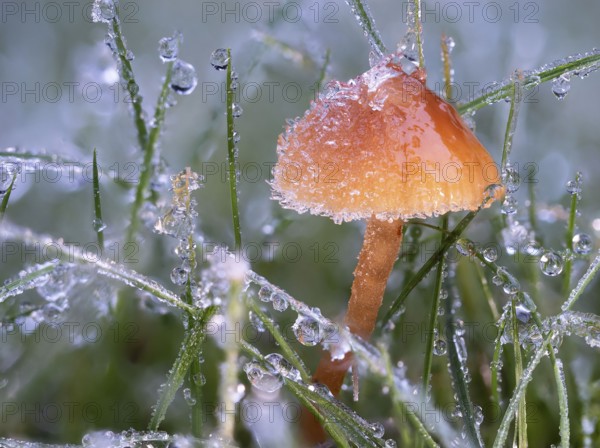 Helmling (Mycena spec.) covered with frost and dewdrops, North Rhine-Westphalia, Germany, Europe