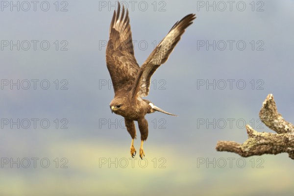 Common buzzard (Buteo buteo), flight, Castilla-La Mancha, Spain, Europe