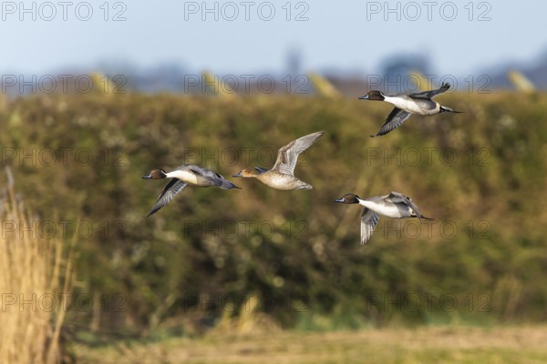 Northern Pintail, Anas acuta, birds in flight over winter marshes