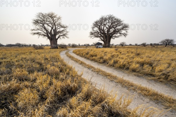 Road, track between yellow grass, baobabs at a dry salt pan, African savannah, Nxai Pan National