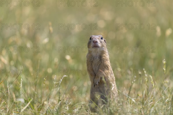 One European ground squirrel (Spermophilus citellus) or European souslik standing erected in tall