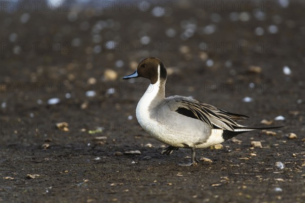 Northern Pintail, Anas acuta, male on winter marshes