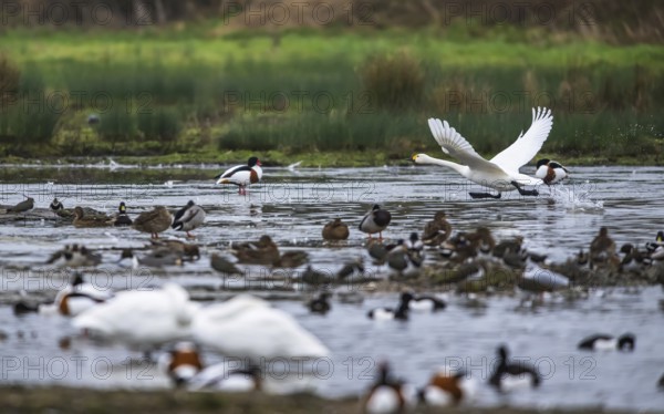Tundra Swan, Bewick's Swan, Cygnus columbianus at winter in Slimbridge, England, United Kingdom,