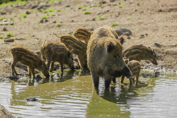 An adult wild boar (Sus scrofa) and a group of piglets stand in a pond and drink