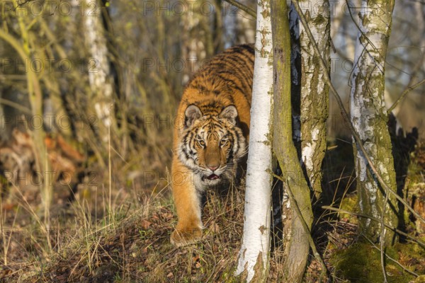 One young female Siberian Tiger, Panthera tigris altaica, running thru a birch tree forest. Early