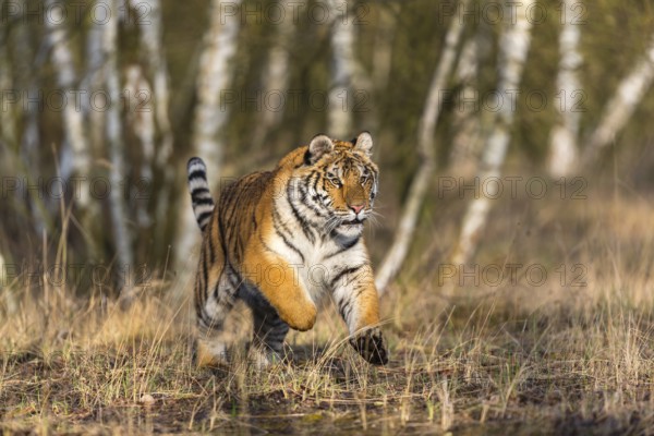 One young female Siberian Tiger, Panthera tigris altaica, running thru a birch tree forest. Early