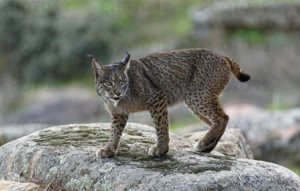 Lynx pardinus, portrait, An dalusia Spain