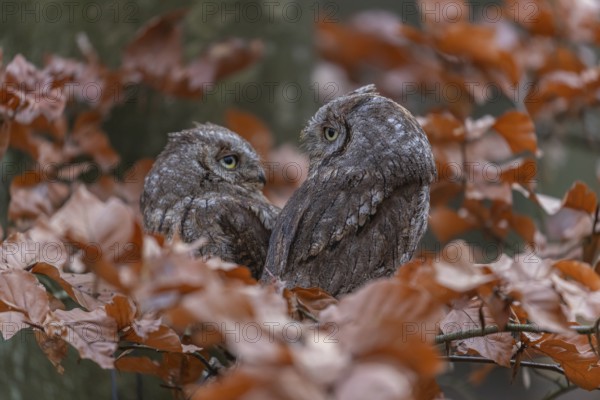 Two Eurasian scops owls (Otus scops)sitting on a twig of a beech tree, embedded in brown leafs