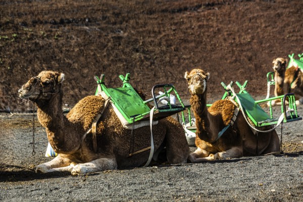 2016, Timanfaya National Park, Lanzarote, Fire Mountains of Timanfaya National Park, Montanas del
