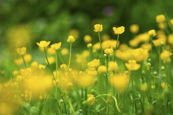 Yellow buttercups (Ranunculus acris) in a meadow. Focus on a plane in the centre, remaining flowers