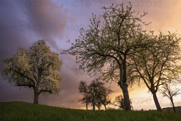 White blossoming fruit trees in a meadow in spring. Colourful clouds and sunset. Rhine-Neckar