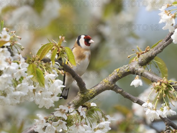 European Goldfinch (Carduelis carduelis) adult bird, perched on a flowering cherry branch, Hesse,
