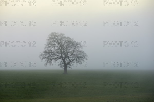 English oak (Quercus robur, Quercus petraea), in the fog, Lindenberg, Schlatt, Canton Lucerne,