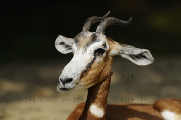 A frontal portrait of an antelope with an attentive expression and impressive horns, Damagazelle