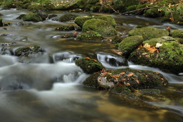 A small stream flows over moss-covered stones, surrounded by autumn leaves, Kleine Ohe, Bavarian