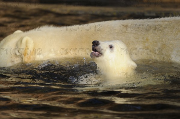 A polar bear cub swims next to an adult bear in the water, polar bear (Ursus (genus) maritimus),