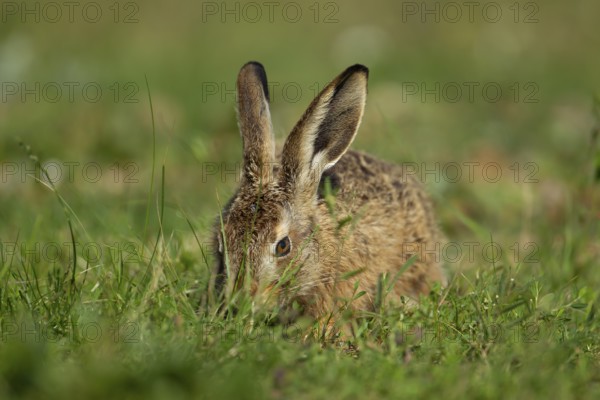 European brown hare (Lepus europaeus) juvenile baby leveret animal feeding in grassland in the