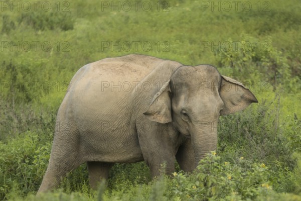 Indian elephants (Elephas maximus indicus), Khiri Khan, Hua Hin, Kui Buri National Park, Thailand,