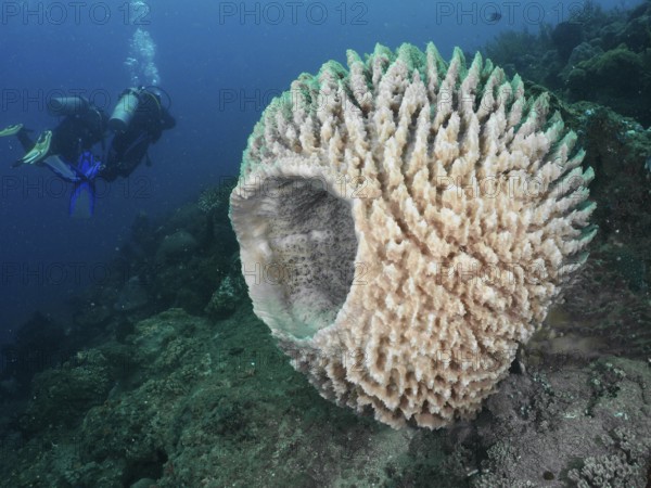 Diver exploring large light-coloured sponge, Barrel sponge, barrel sponge (Xestospongia