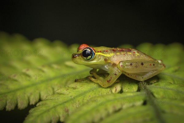 Frog (Boophis tassimena) in the rainforests of Andasibe National Park