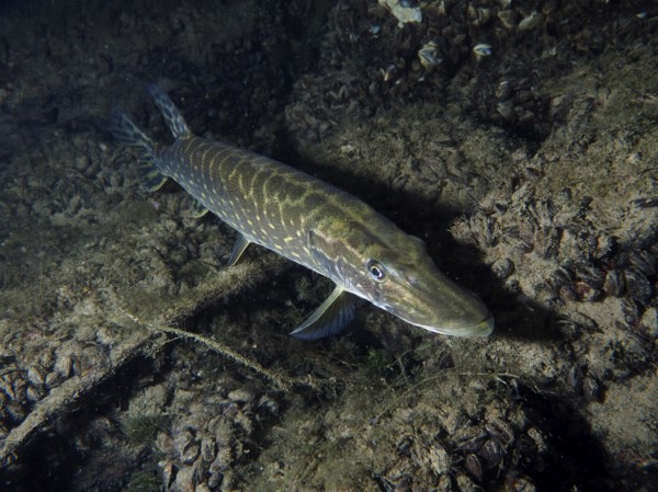 A pike (Esox lucius) close to the bottom, perfectly camouflaged in the underwater world, dive site