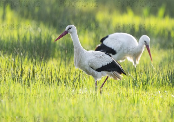 White storks (Ciconia ciconia) foraging in a meadow, spider threads on the grass, Lower Saxony,