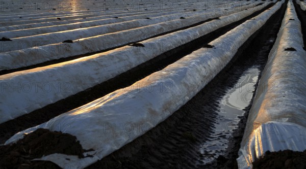 White foils prevent purple and green asparagus heads, control start of harvest, asparagus field,