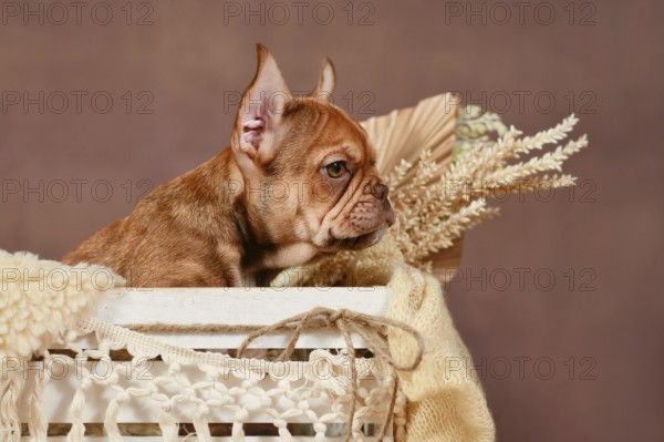 Red French Bulldog dog puppy in box with boho style decoration in front of brown background