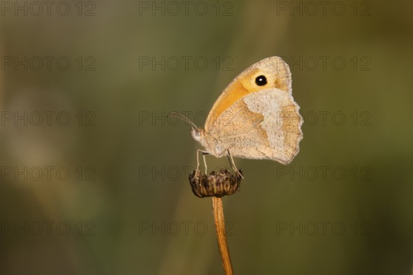 Meadow Brown (Maniola jurtina), butterfly resting on a dead plant head, warming itself in the early